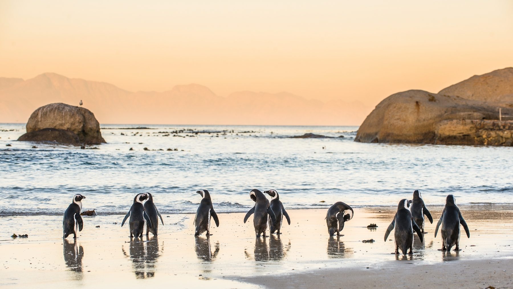pinguins zonsondergang