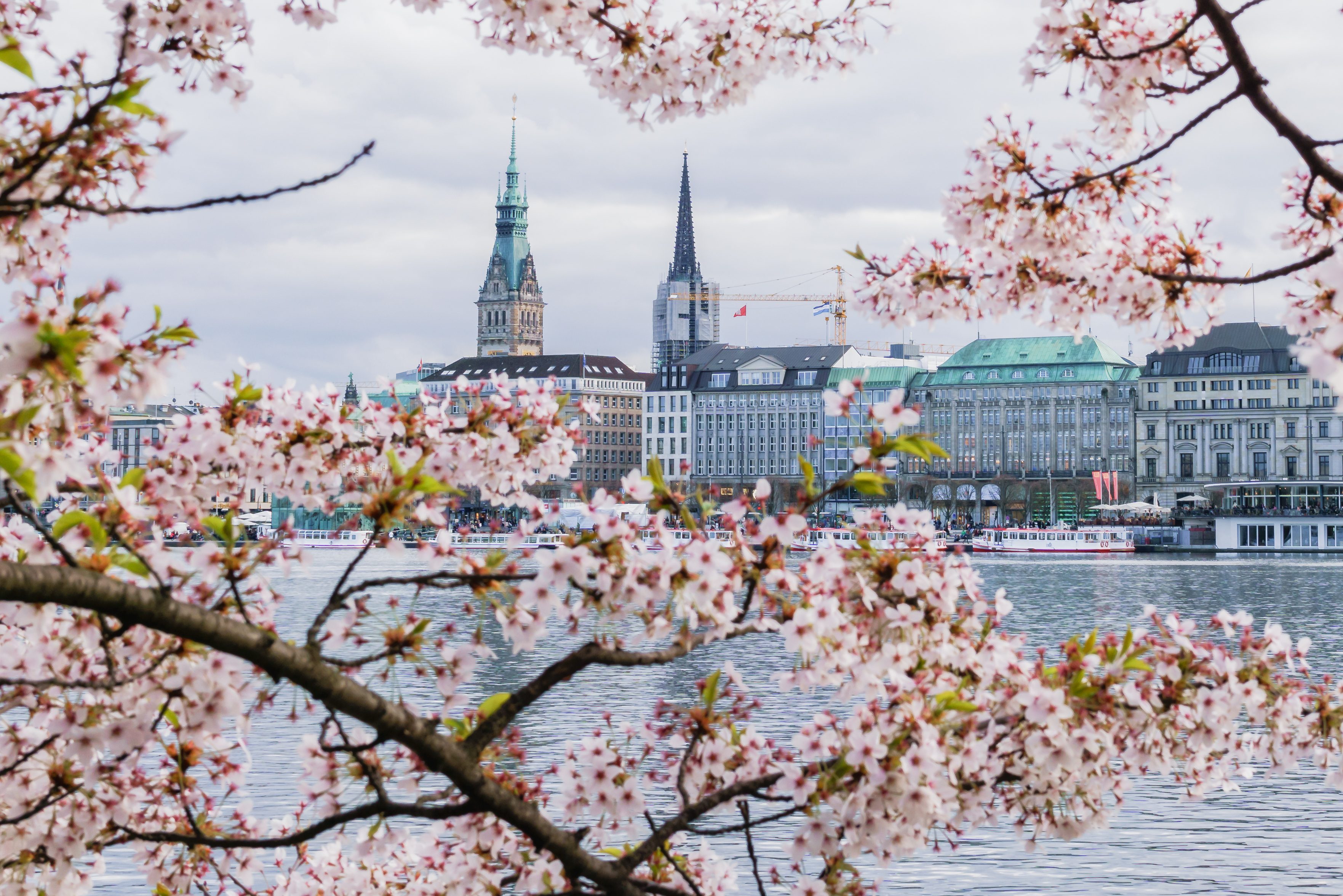 Hamburg blossom sakura