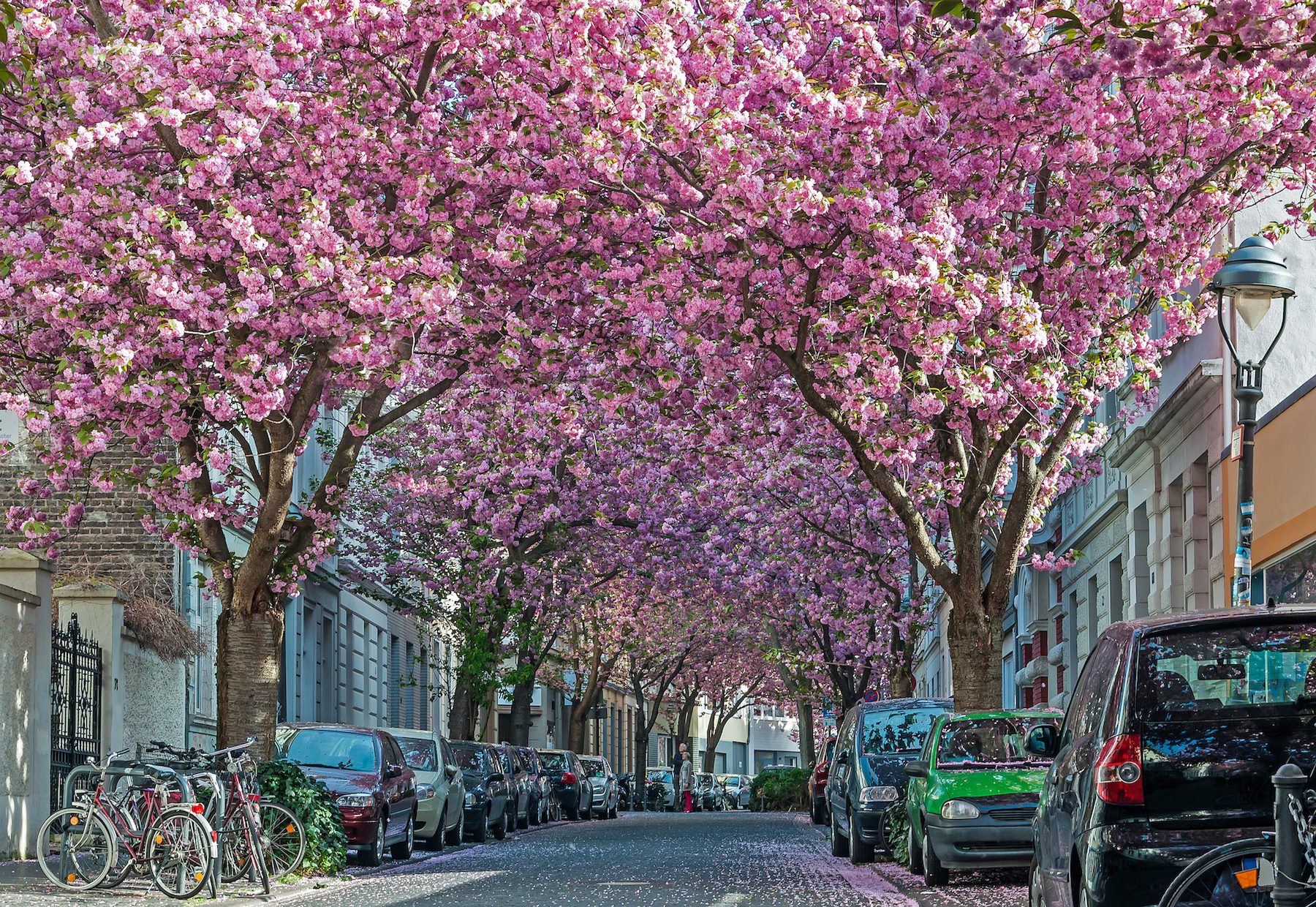 Bonn heerstrasse blossom sakura