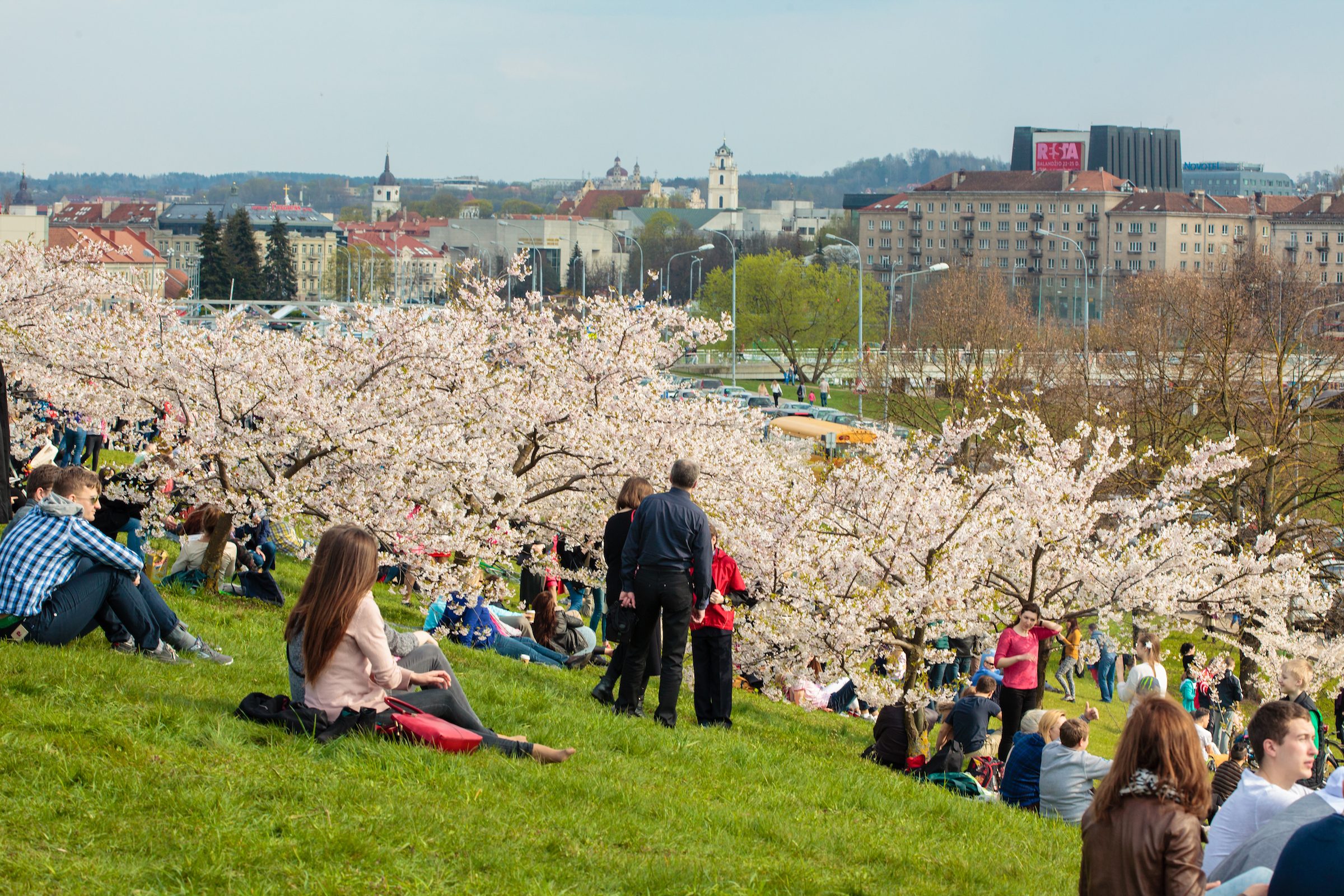 Vilnius Litouwen blossom sakura : Birute Vijeikiene