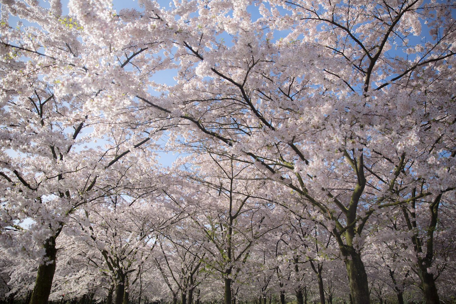 Amsterdam cherry blossom amsterdamse bos