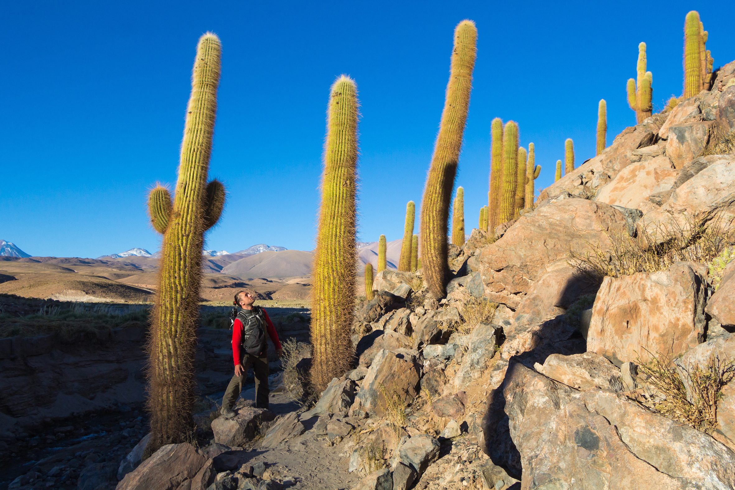 cactus valley atacama