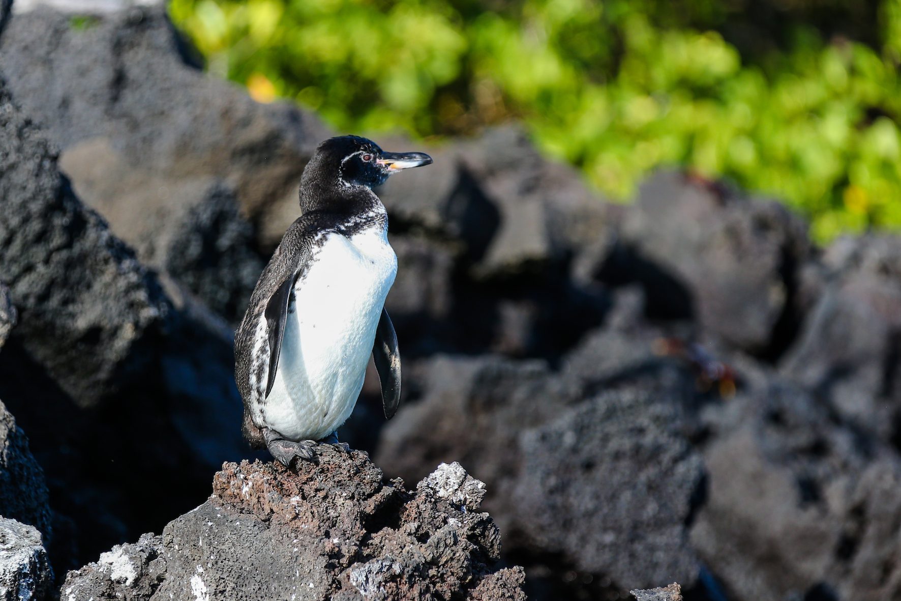 pinguïn galápagos