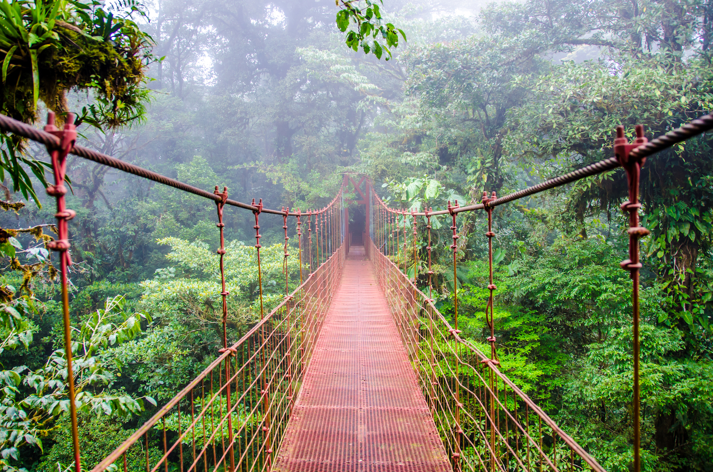 Loopbrug over het regenwoud
