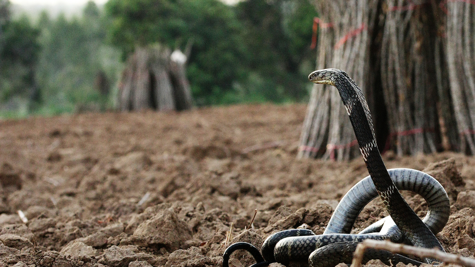 Spugende cobra’s en spoedoperaties: Jory's bizarre stage in de Thaise jungle