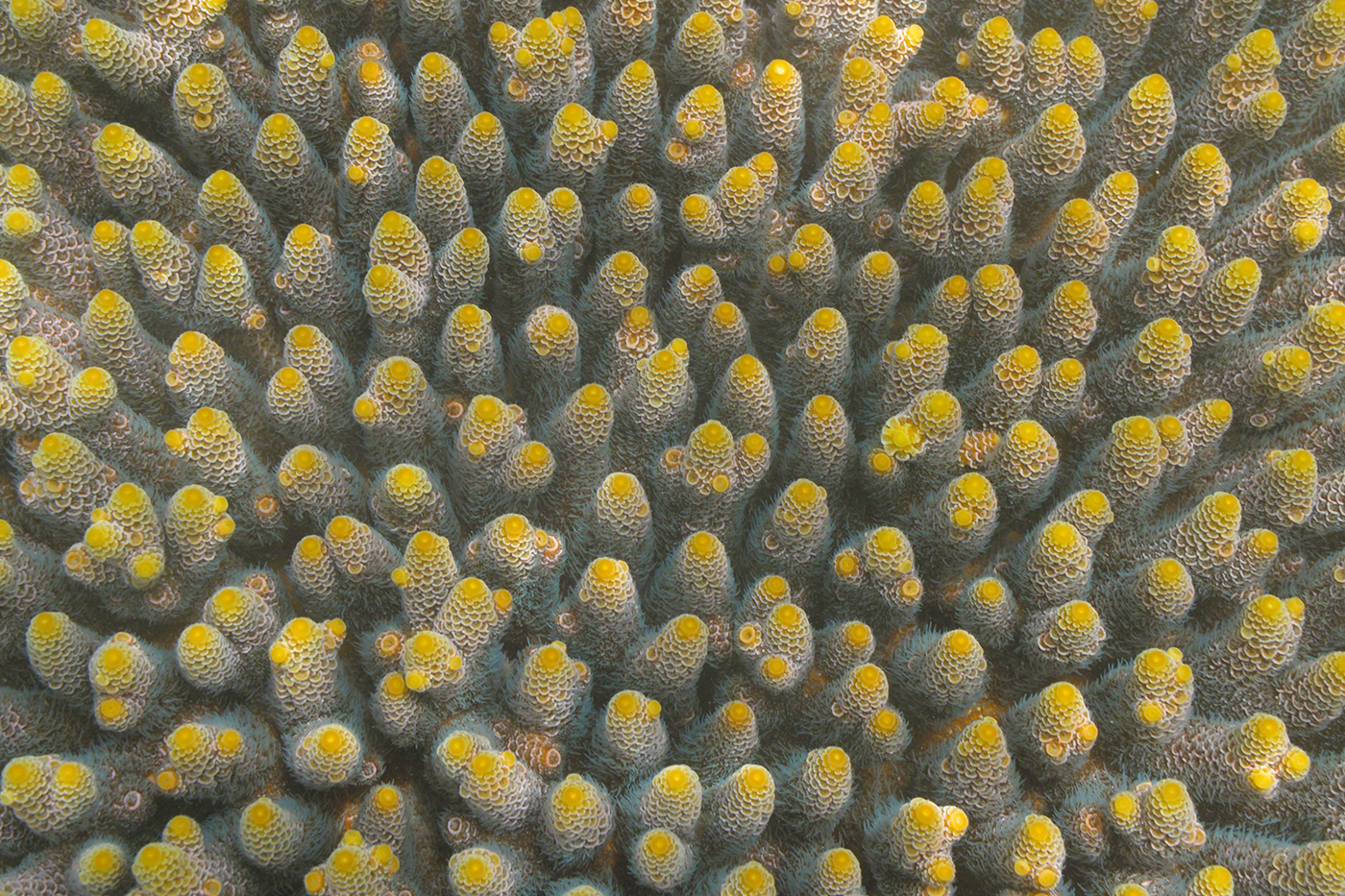 Geel koraal Great Barrier Reef