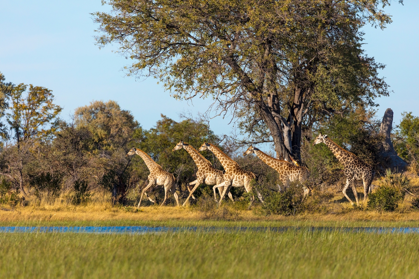 Giraffen galopperen in de Okavangodelta in Botswana