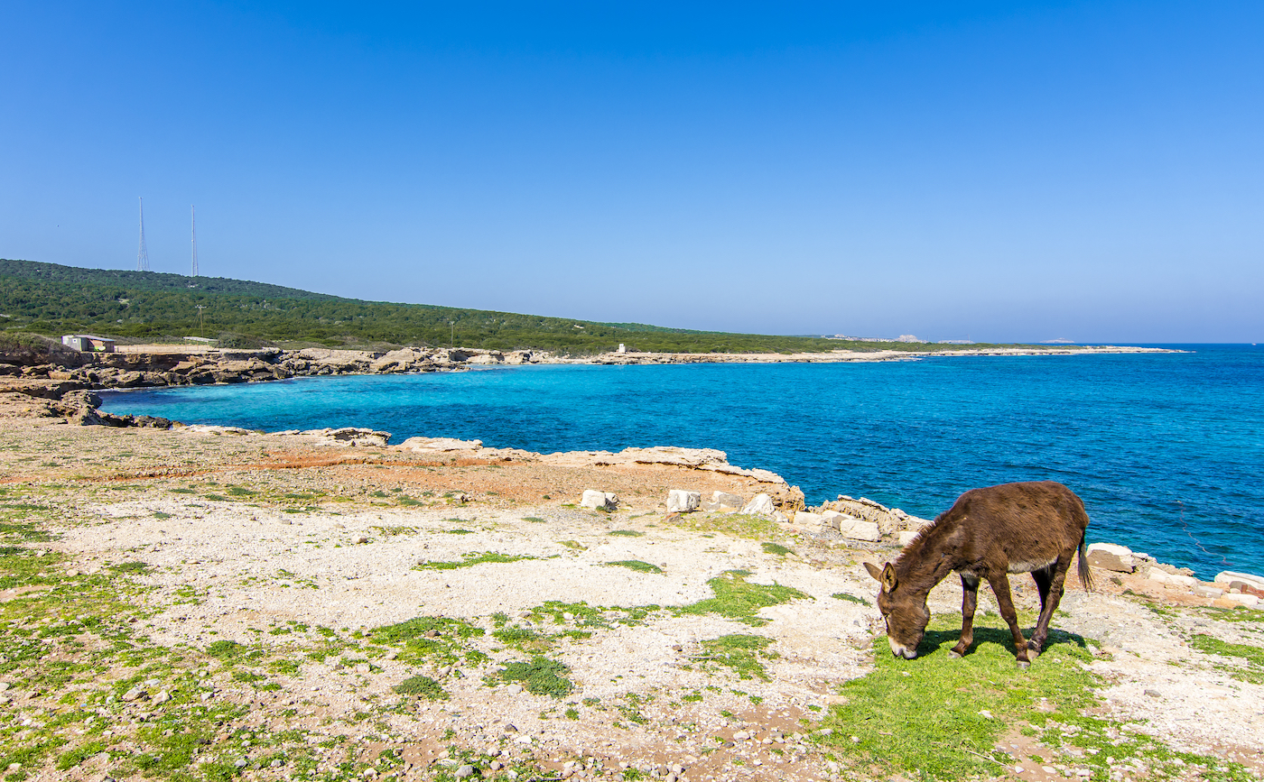 Ezel met strand op de achtergrond in Cyprus