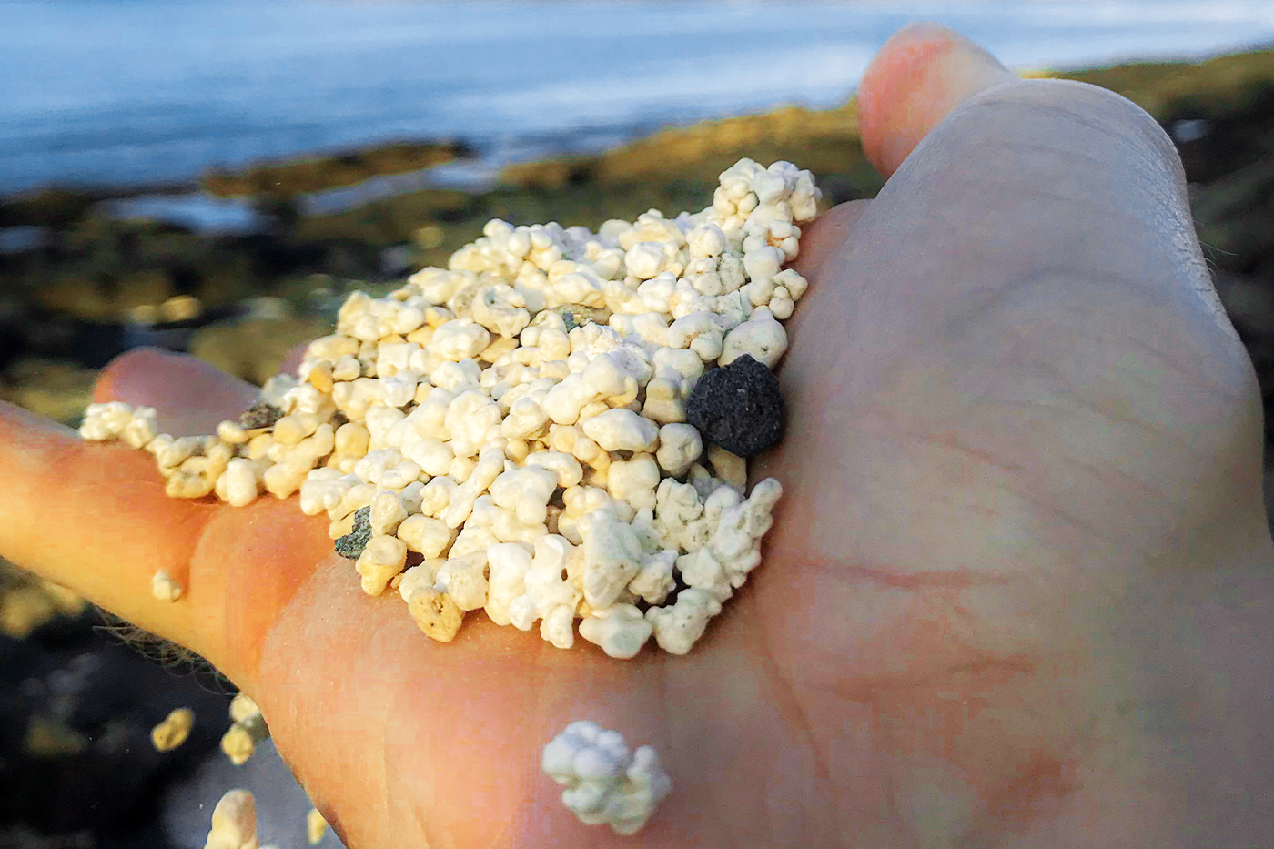 Close-up van een hand die de steentjes op Popcorn Beach vasthoudt
