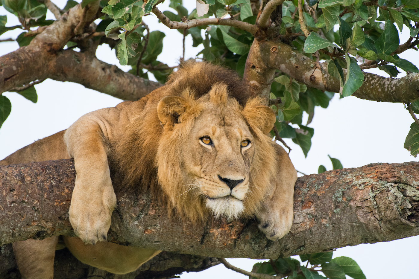 Leeuw in boom bij Queen Elizabeth National Park in Oeganda