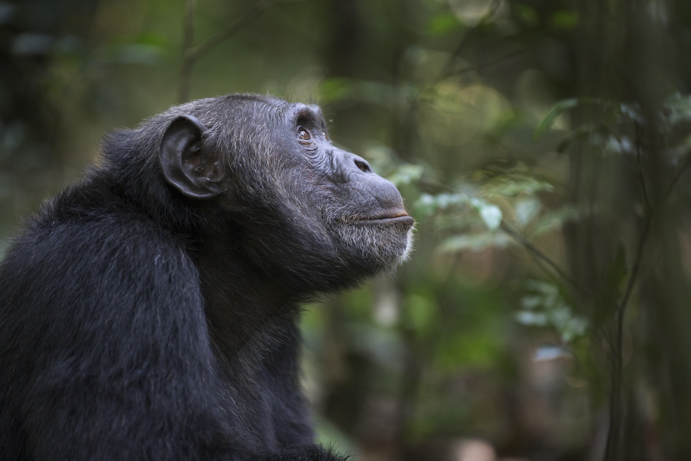 Chimpansee in Oeganda, Kibale Forest