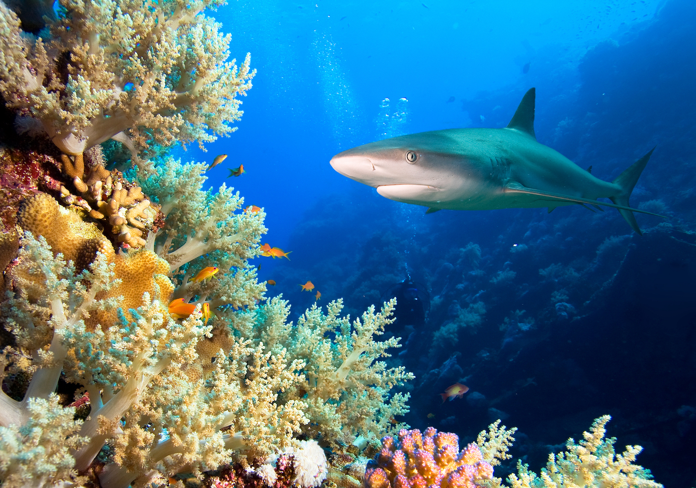 Haai bij een koraalrif onder water bij Marshalleilanden