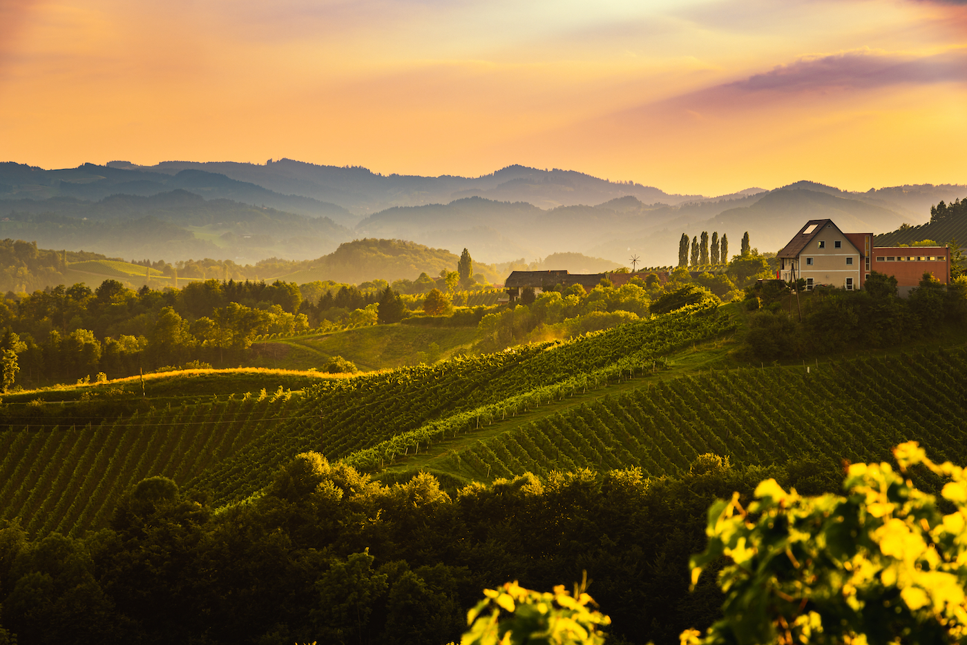 Wijngaarden en renaissance in Toscane
