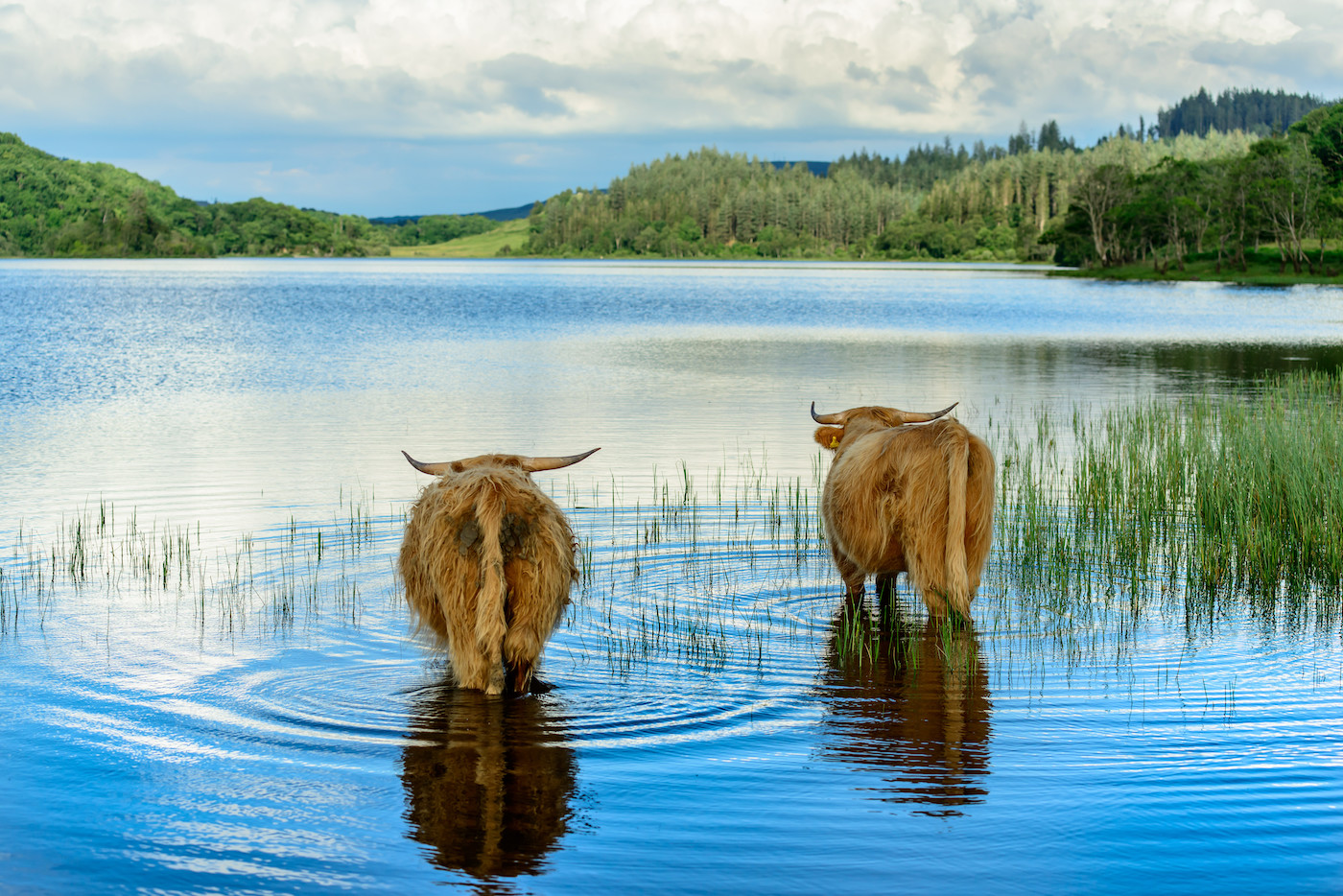 Twee Schotse Hooglanders staan in het water van Loch Lomond in Schotland