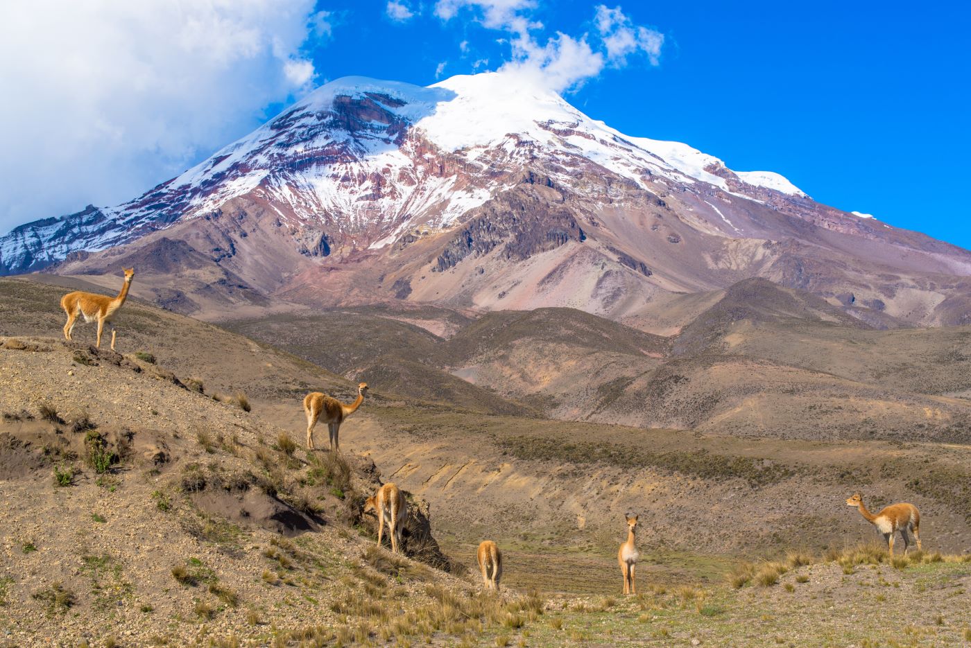 Chimborazo Ecuador met lama's op de voorgrond