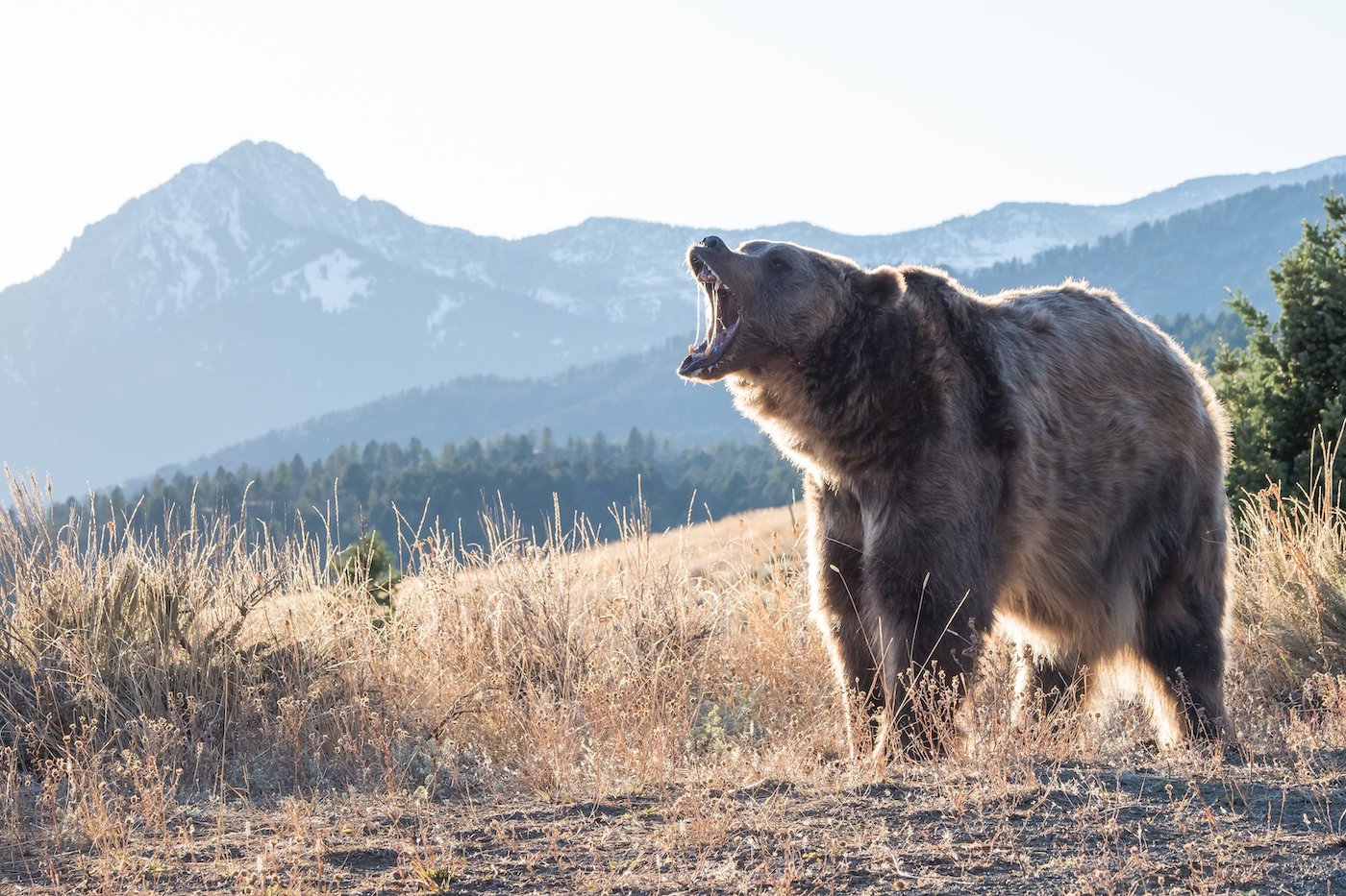 Bruine beer brult met bergen op de achtergrond