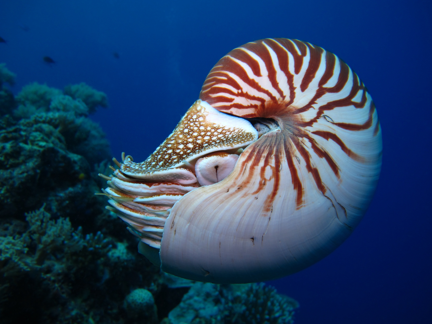 Nautilus van dichtbij in water bij Vanuatu
