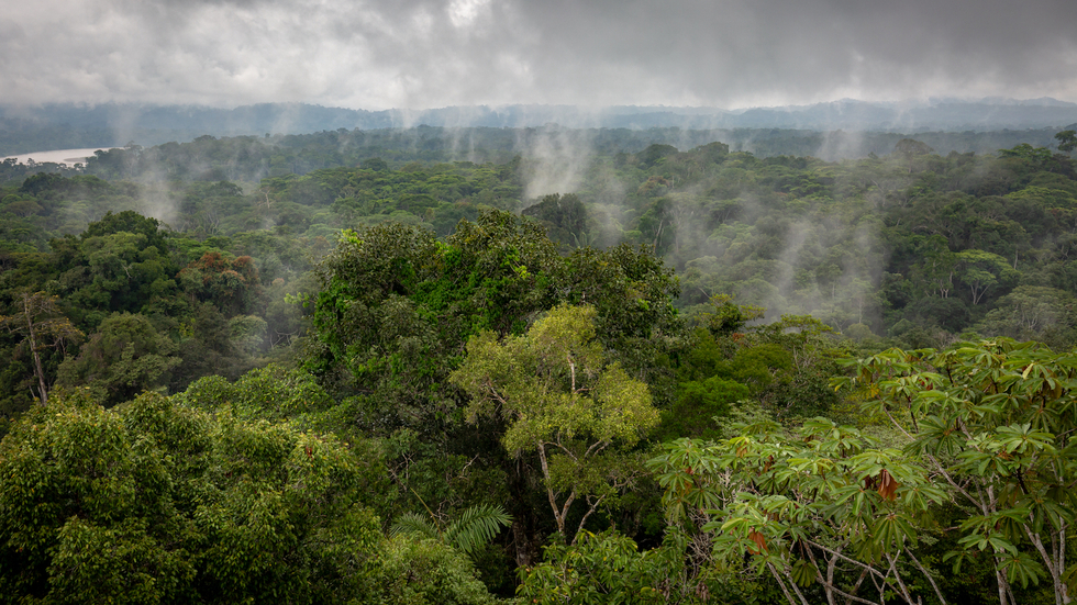 Een van de meest diverse regenwouden ter wereld bezoeken? Dat doe je zo