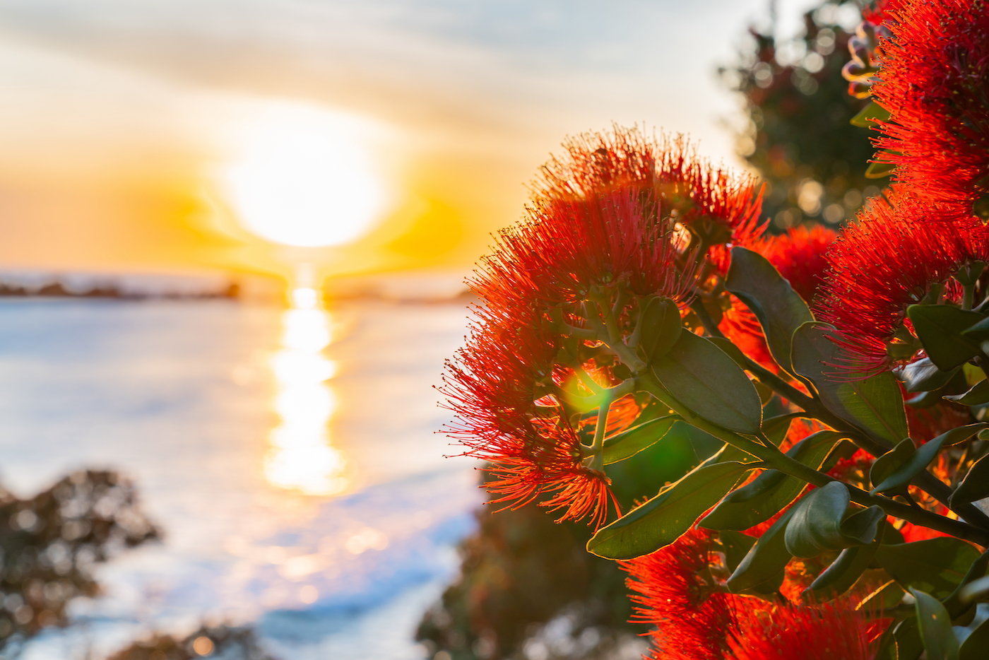 Nieuw-Zeeland kerst Pohutukawa boom in bloei en zonsondergang op het strand