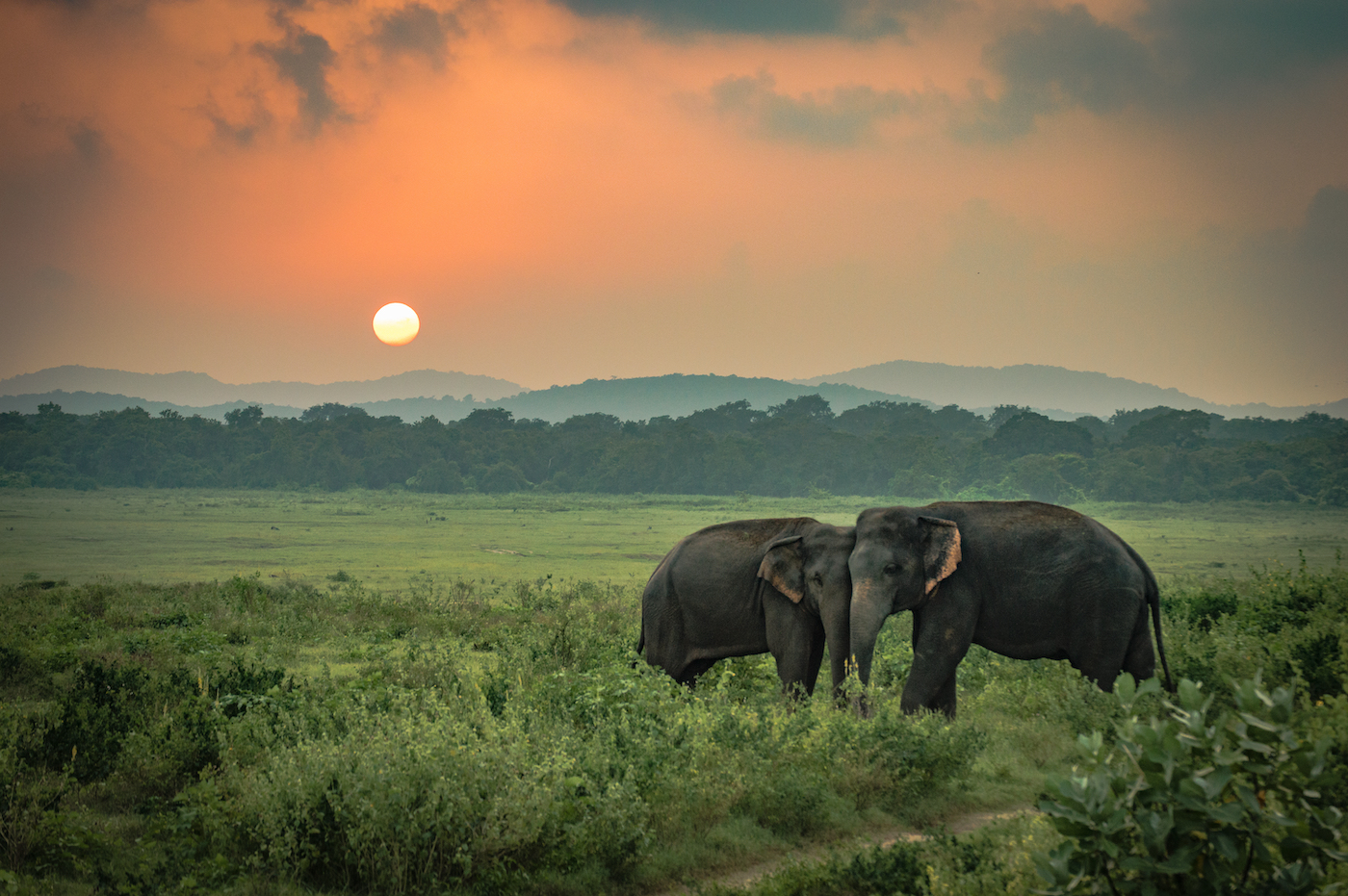 Olifanten in Sri Lanka zonsondergang