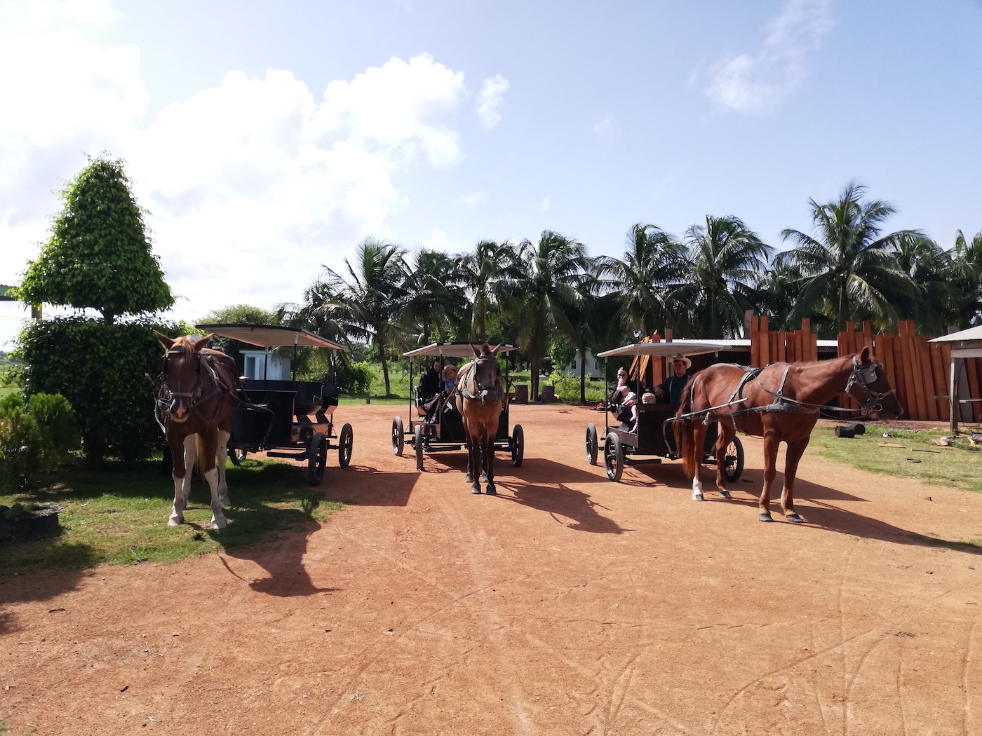 Paard en wagens rijden door de straten in Mennonietenkolonie Belize